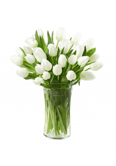 25 White Tulips