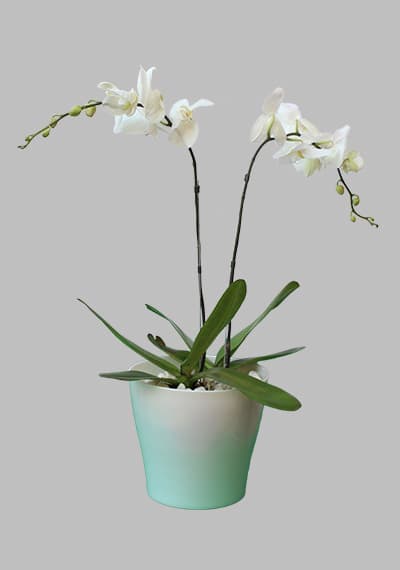 Double Phalaenopsis Plant White