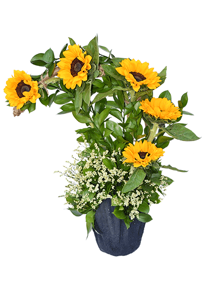 Beautiful Sunshine - Sunflower Bouquet