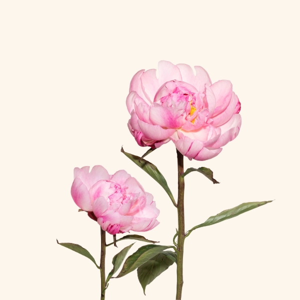 Peonies
