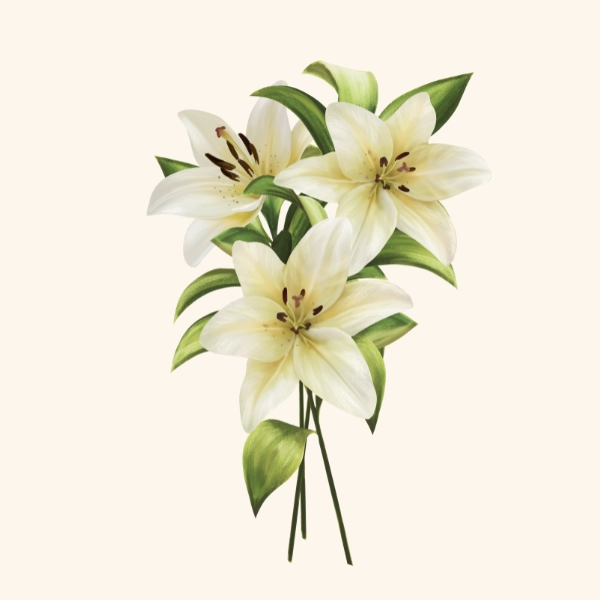 Lillies