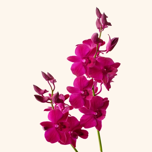 Orchids