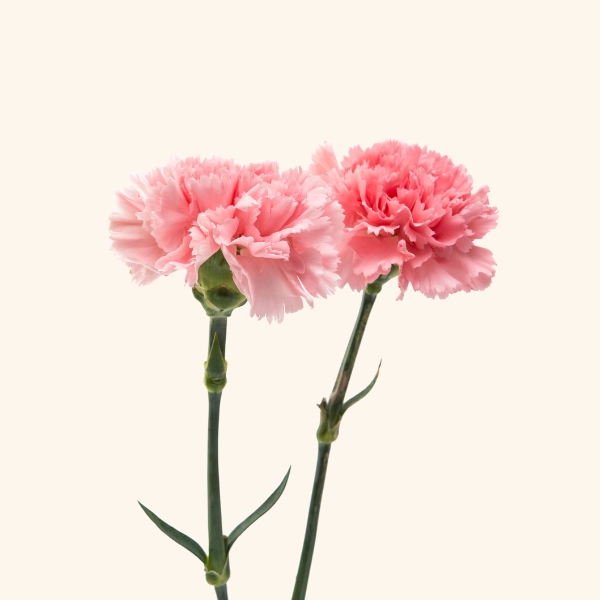 Carnations
